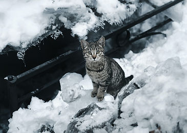 Image by Viktor Mogilat