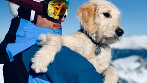 Five Surprising Health Benefits of Owning a Goldendoodle