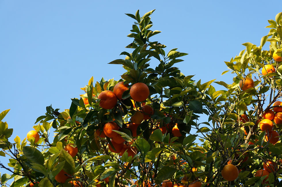 Bestattung in einem Orangenhain