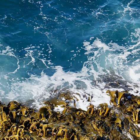 Maine Seaweed Company Ocean’s Balance Partners With Japanese Food Manufacturer and Raises Funds