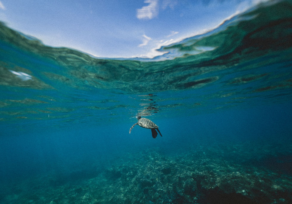 Image by Jakob Owens