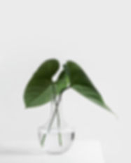 Image by Sarah Dorweiler
