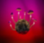 conspiracy theory, lsd, drugs, mushroom, mind control, red and pink background, mushroom drugs, cia, experiment