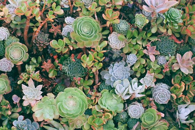 succulents plants