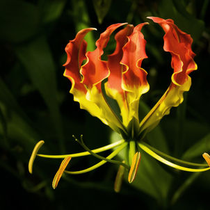 Red and Yellow Variegated
