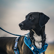 Chien au travail concentré