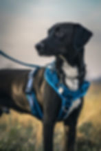 conférence un chien un harnais