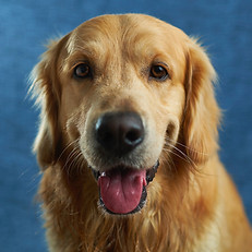 foto de cachorro