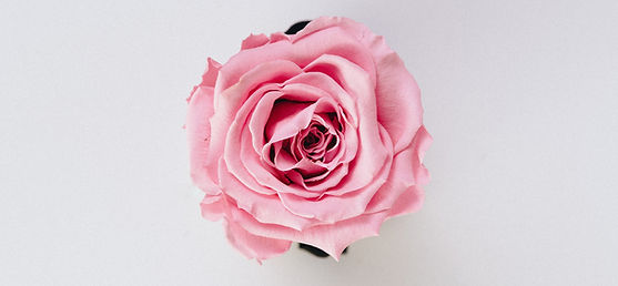 The Rose