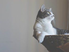Como fazer enriquecimento ambiental para meu gato?