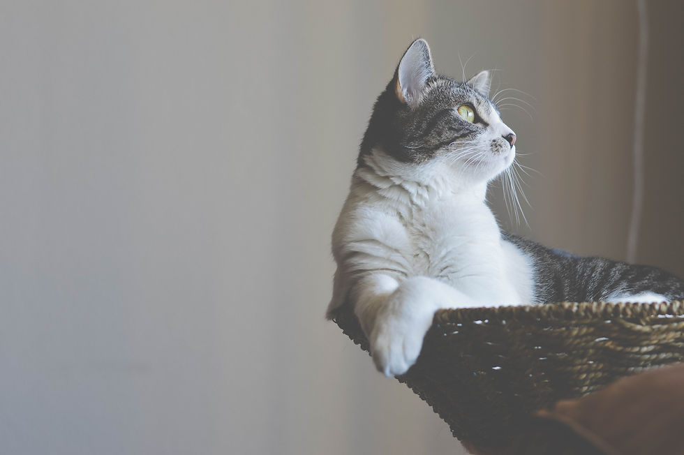 A Comprehensive Cat Vitamins Guide For FIP Care