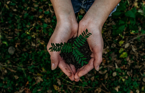 Image by Noah Buscher