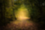 Image by Adrien Tutin