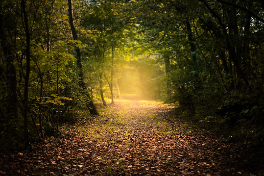 Image by Adrien Tutin