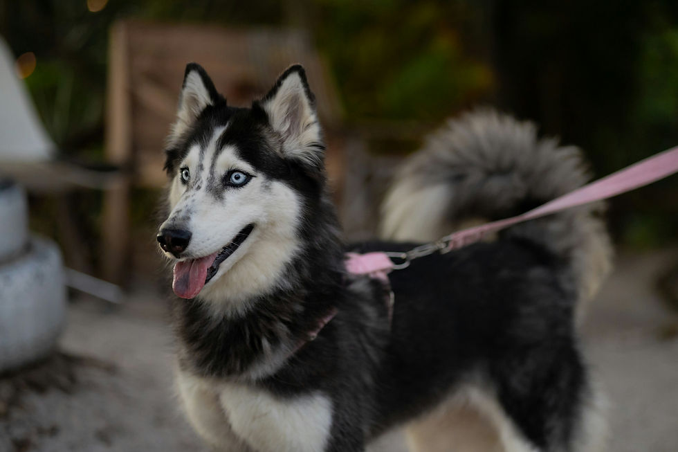 Dişi Köpeklerde Kızgınlık Dönemi