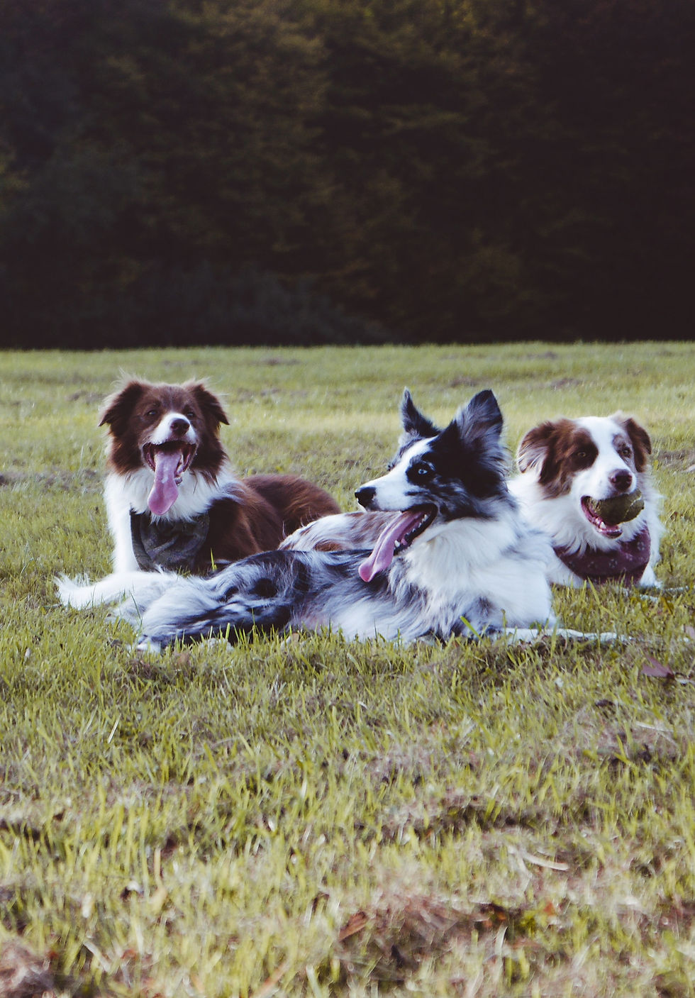 Balade collective 🐾🐶