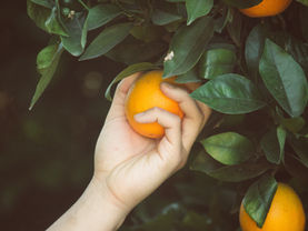5 Ways To Celebrate The Harvest Season