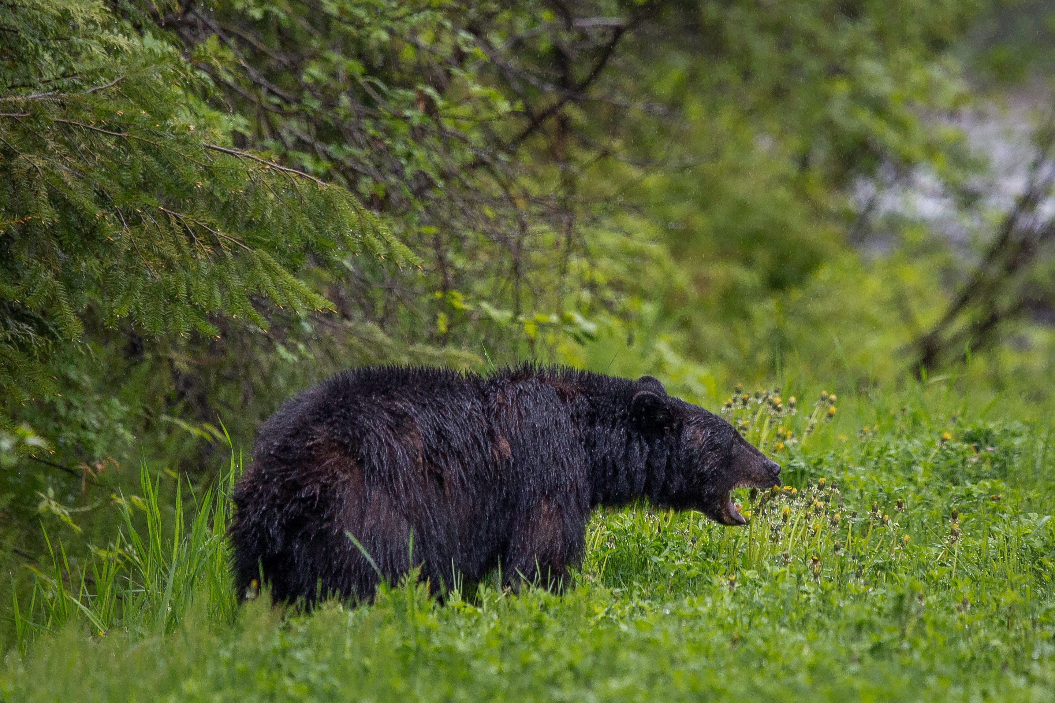 Black bear big game hunting packages — Yvon & Sons Bear Hunt – Yvon & Sons Bear Hunt