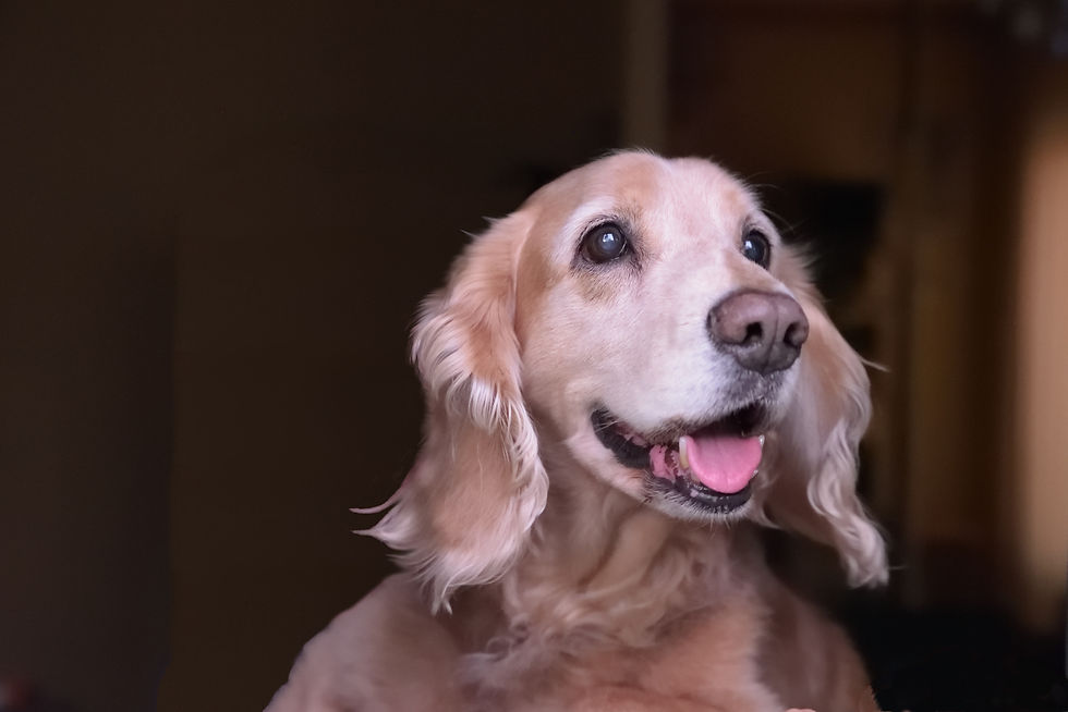 Cocker spaniel czeka na komendę od właściciela