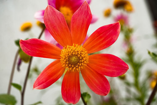 Image by Ayush Srivastava