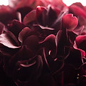Image by Joanna Kosinska