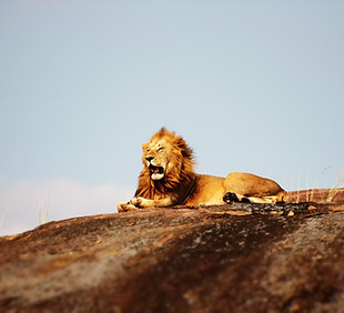 Image by Mike Holford