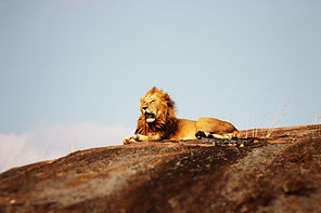 Von Sansibar aus: 4 Tage Serengeti und Ngorongoro Krater Safari