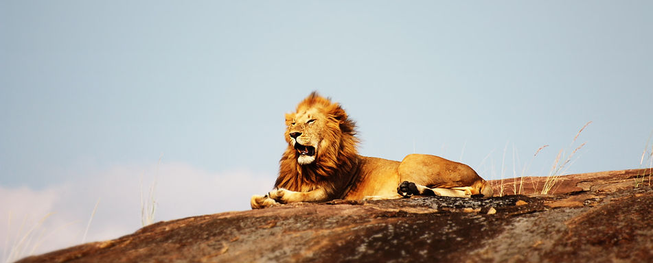 Large male lion standing on kopje in Central Serengeti ecosystem