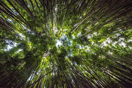 Image by Mike L