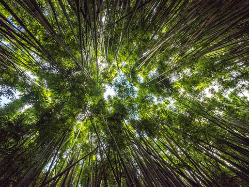 Navigating Emotions: Your Unique Journey to Self-Discovery