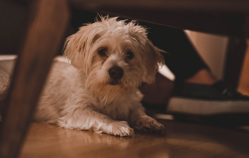 PETS CARE