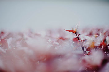 Image by CHUTTERSNAP