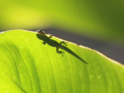 "Uroplatus Garamaso" : le Gecko Caméléon de Madagascar