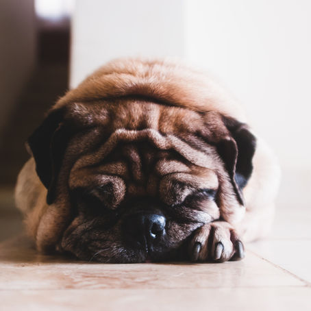 Helping your dog cope with fireworks