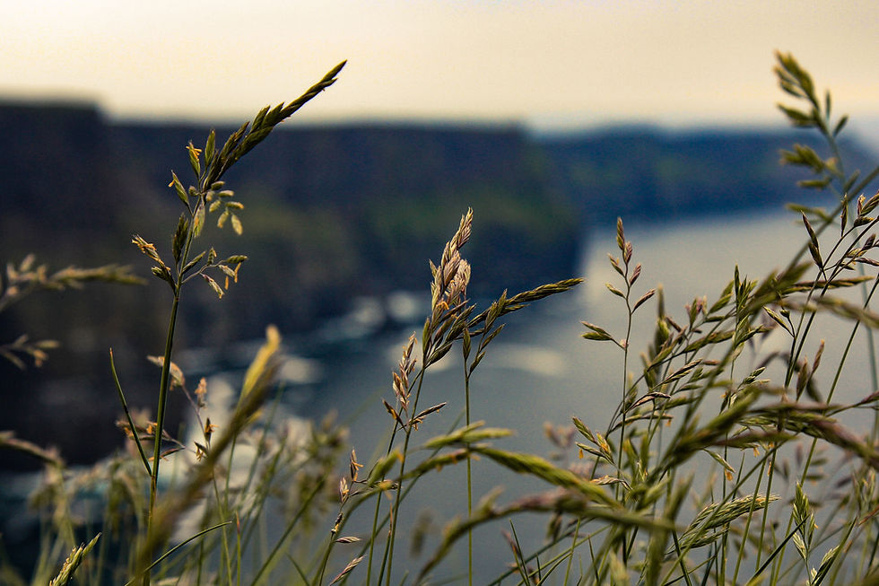 Image by Connor Misset