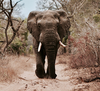 Image by Will Shirley