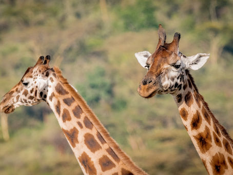 Roer's Zoofari reopens after barn fire kills giraffes; fundraises for new giraffe barn