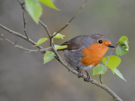 Un rouge gorge sur une branche