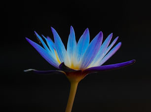 Image by Boris Smokrovic