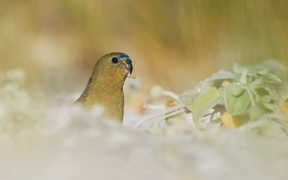 Early-Bird Submissions