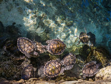 GILI TRAWANGAN: QUE SABER ANTES DE IR