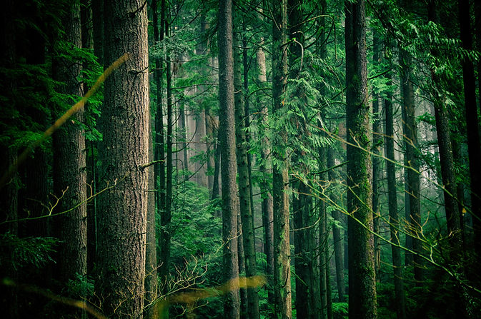 Image by Jachan DeVol