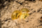 Three gold Bitcoin coins partially buried in dry, cracked soil, reflecting light. The coins display the Bitcoin symbol and digital text.