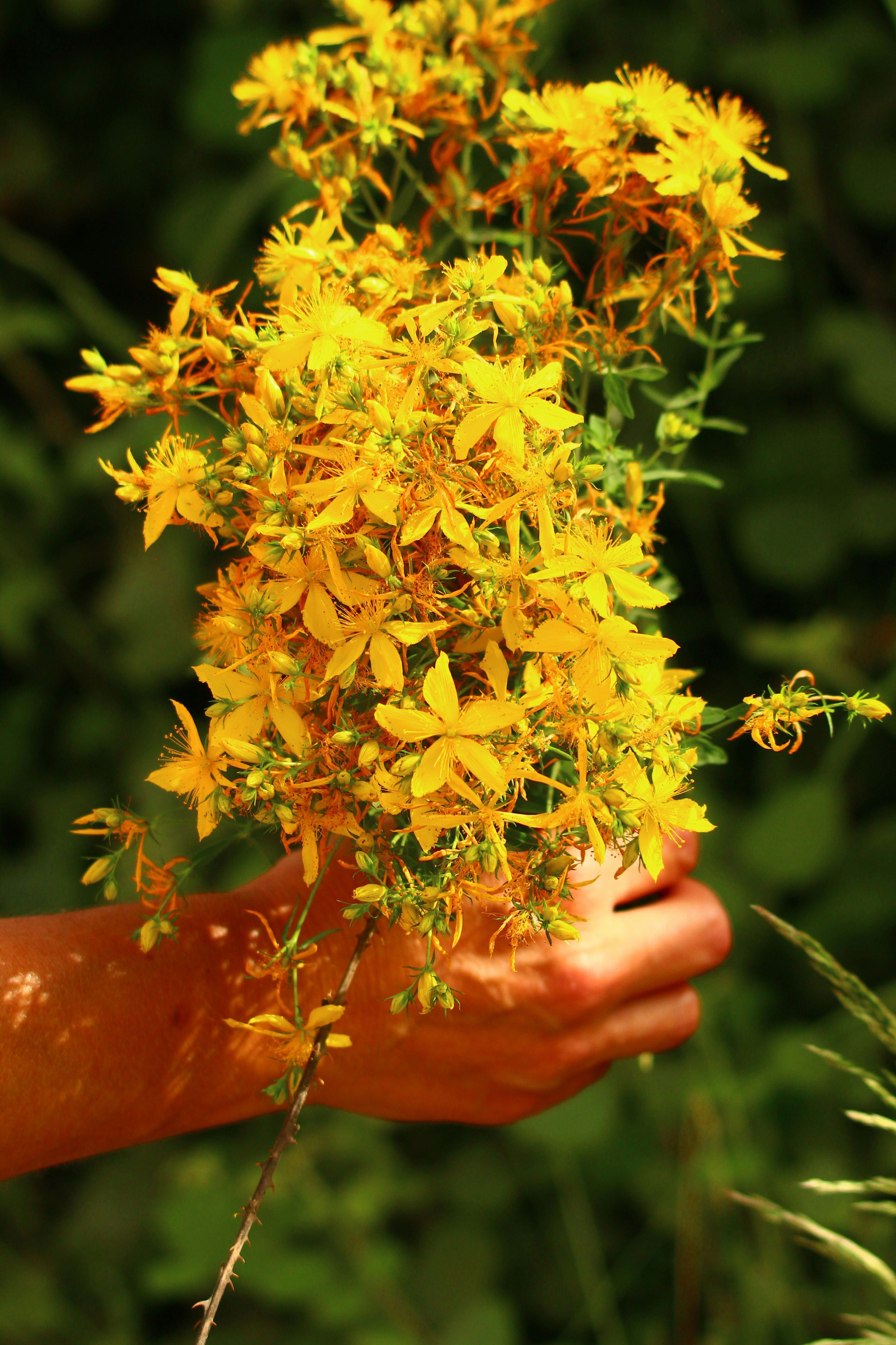 St. John's Wort (Hypericum) Flower Essence
