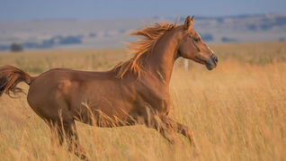 Mongolia Considers Racing Horse Import Ban