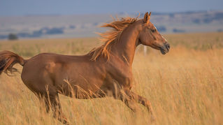 Mongolia Considers Racing Horse Import Ban