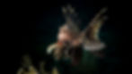 Image by Kris-Mikael Krister