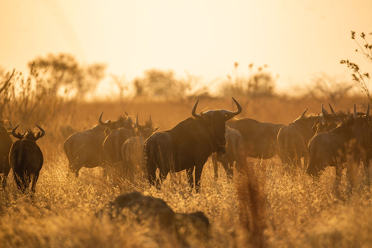 Image by Pieter van Noorden