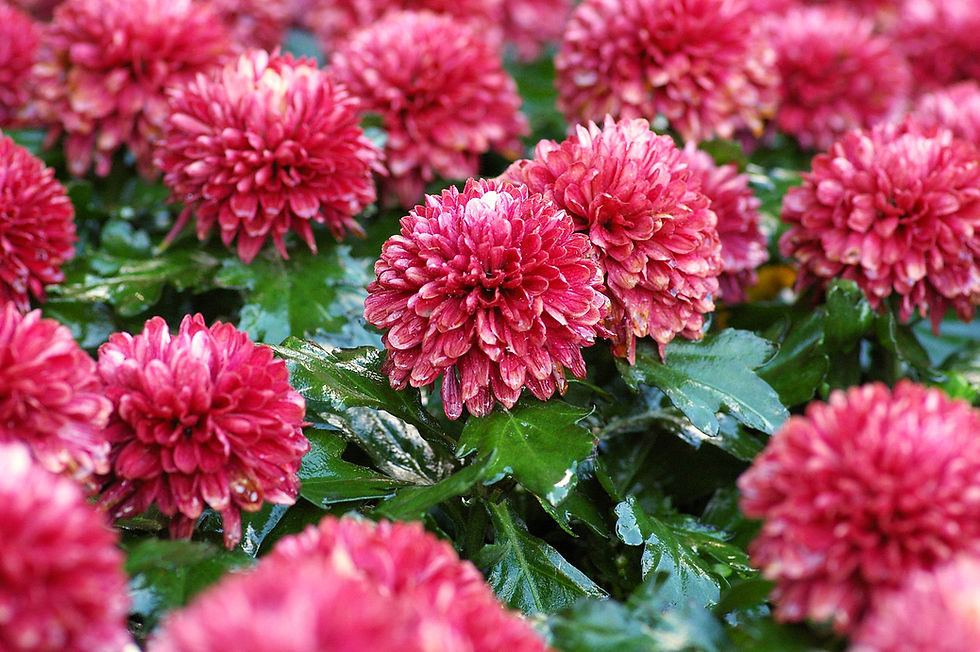 clusters of pink flowers