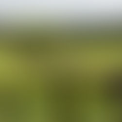 Condado de Sedgwick ofrecerá nuevamente evento gratuito para desechar ramas 